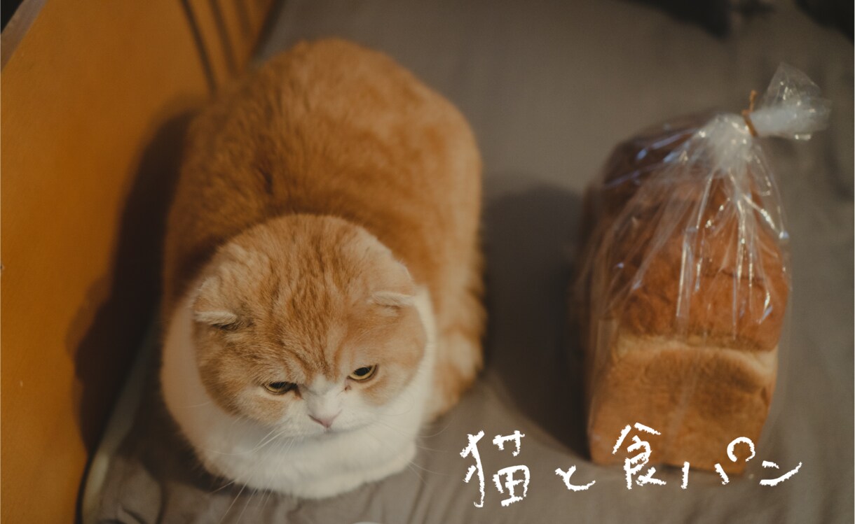 猫を使った商品撮影行います あなたの商品や売り出したいものを猫を使って撮影しませんか イメージ1