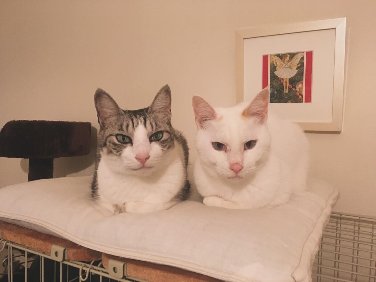 エソテリックヒーリングをします ペットと飼い主様をペアで遠隔ヒーリング イメージ2