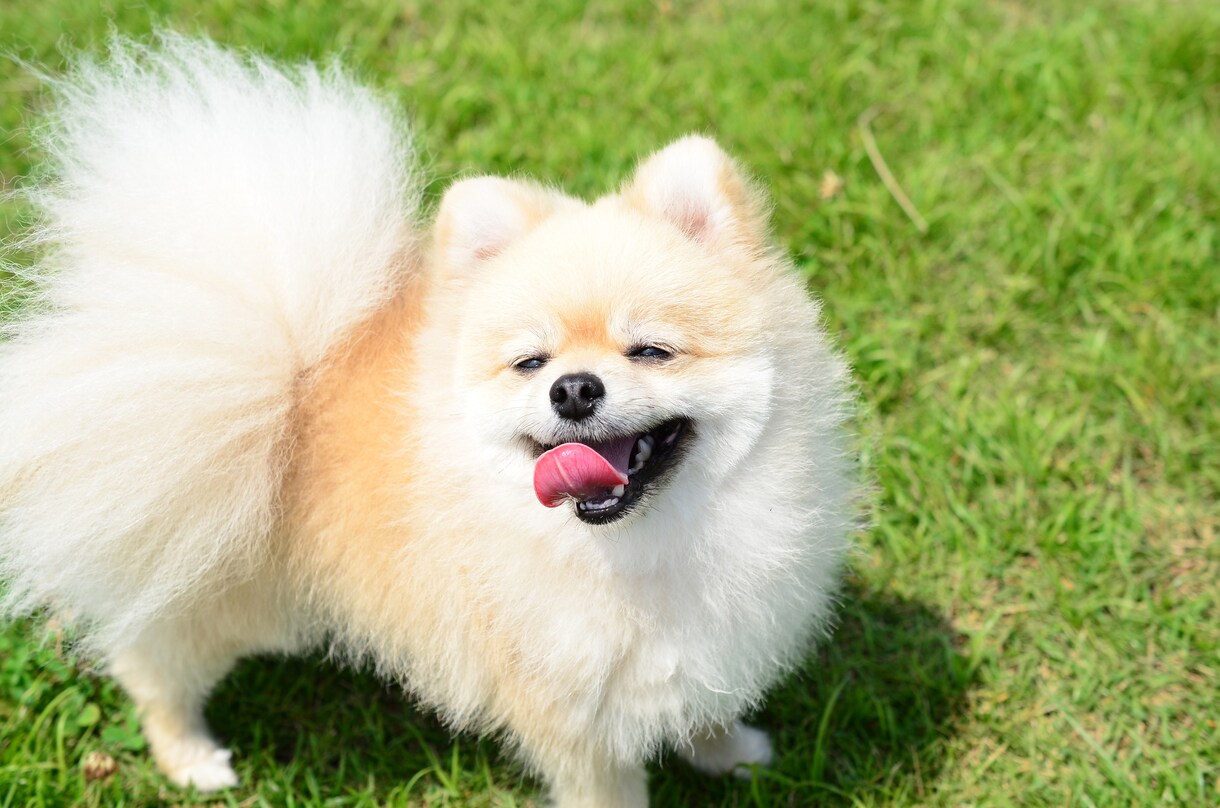 愛犬との生活でお困りの方をメールでお助けします 日常の愛犬のお世話にお困りな方にオススメ♪ イメージ3