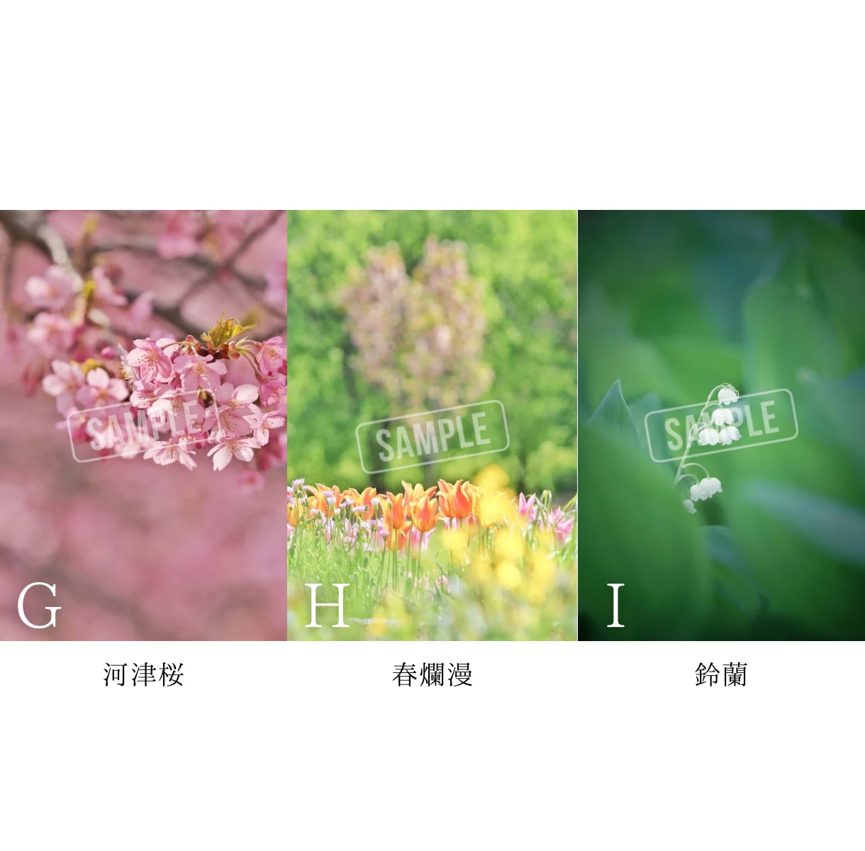 SNSに使える高品質な写真の素材提供します カメラ歴7年の私が撮影したお花や猫の イメージ4