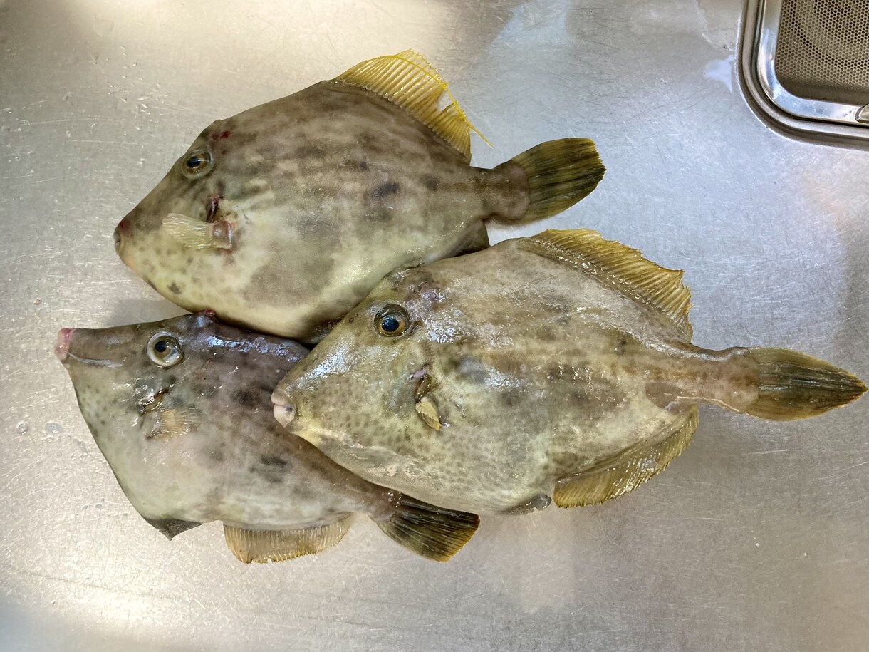 釣りに関するお話、お悩みお聞きします 【最長15日】実体験を基にお答えします！ イメージ4