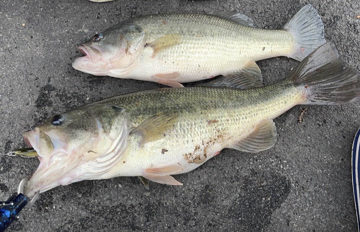 バス釣りをしている人へ、釣果の上げ方教えます バス釣りをひたすら続けてきたのでノウハウを全て伝えたいです。 イメージ1