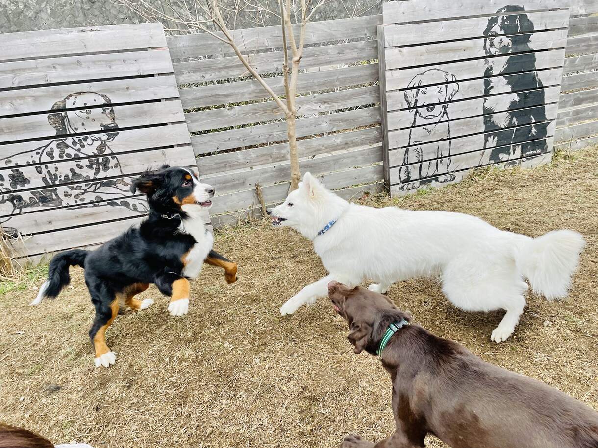 愛犬に関する記事を執筆します 愛犬との快適な暮らしを実現したい方へ。 イメージ3