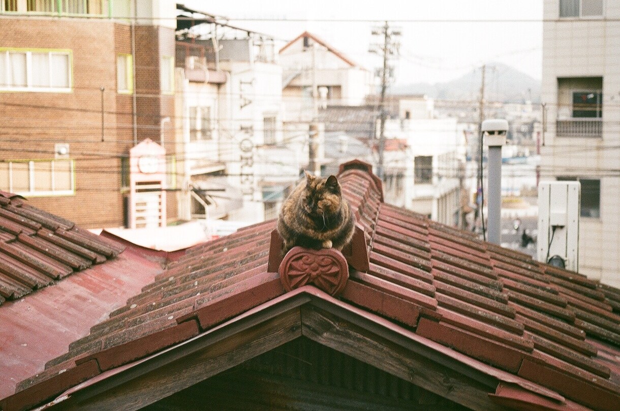 ポートレート、尾道の猫、スナップ写真を販売します 尾道の風景や猫、素敵なポートレートと出会いたいあなたへ イメージ9