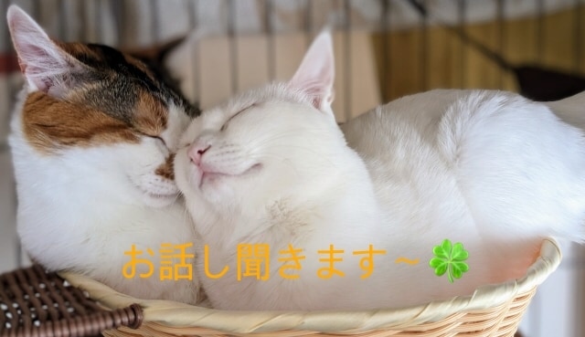 ちょこっと誰かと話したいとき、お話聞きます 世間話、愚痴、お悩み、なんとなく聞いてほしい〜 イメージ1