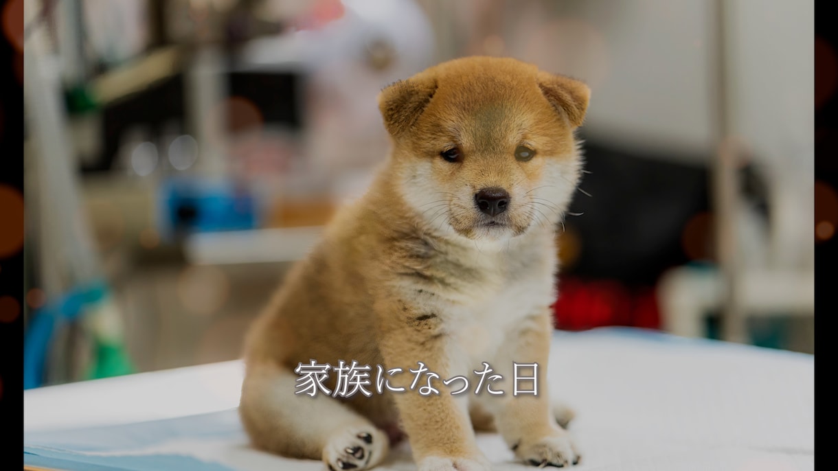 ペットの思い出写真をムメモリアルービーに仕上げます 大切な家族との思い出写真を“スライドショー”にしたい方へ! イメージ1