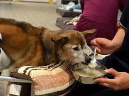 愛しいシニア犬の【飼養・介護】相談にのります 動物介護士・ドッグホテルオーナーが知識と経験で寄り添います イメージ7