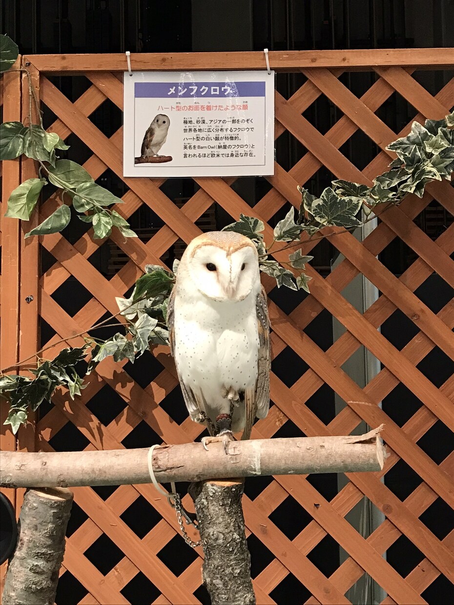 精神科ナースがメールでカウンセリング致します 貴方を前向きな強いメンタルにするお手伝いとなれば幸いです。 イメージ3