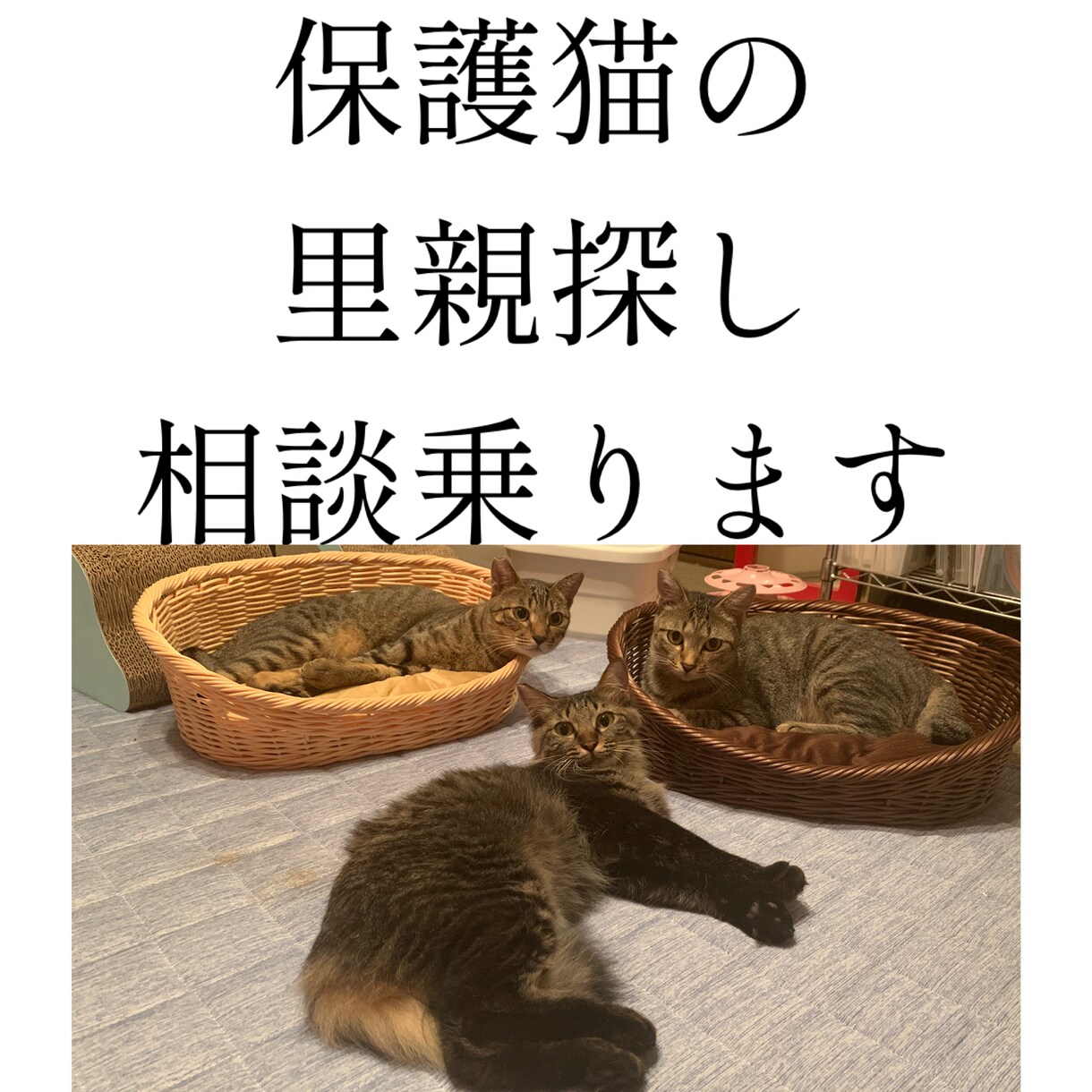 保護猫の里親探しをサポートします 動物看護師が丁寧にアドバイスします イメージ1