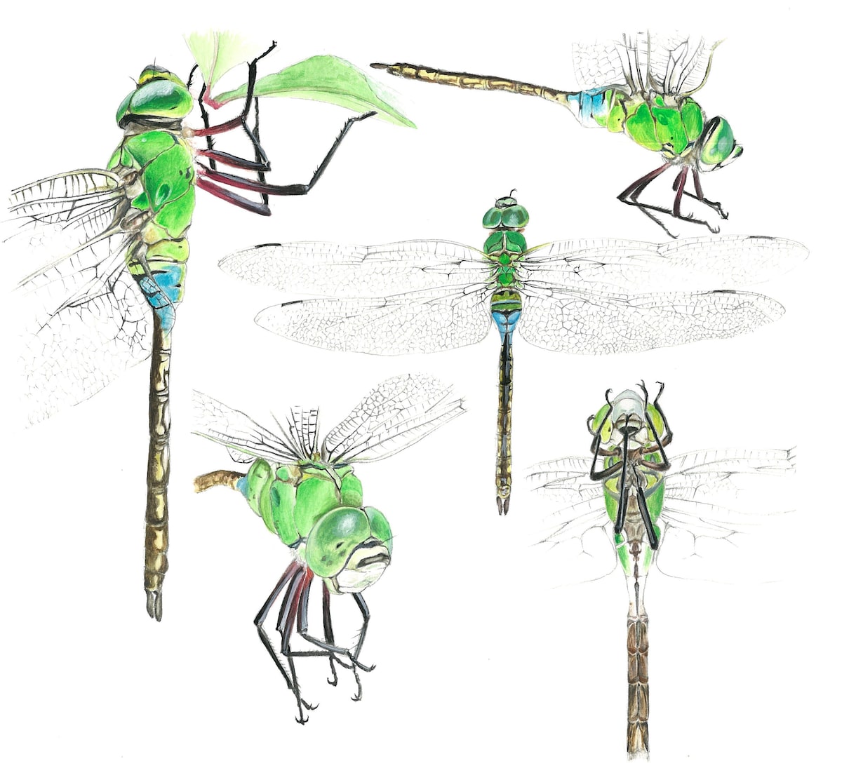 透明水彩絵の具で写実的に昆虫の絵を描きます 透明水彩で蝶やトンボ、爬虫類の絵をリアルに描きます イメージ2