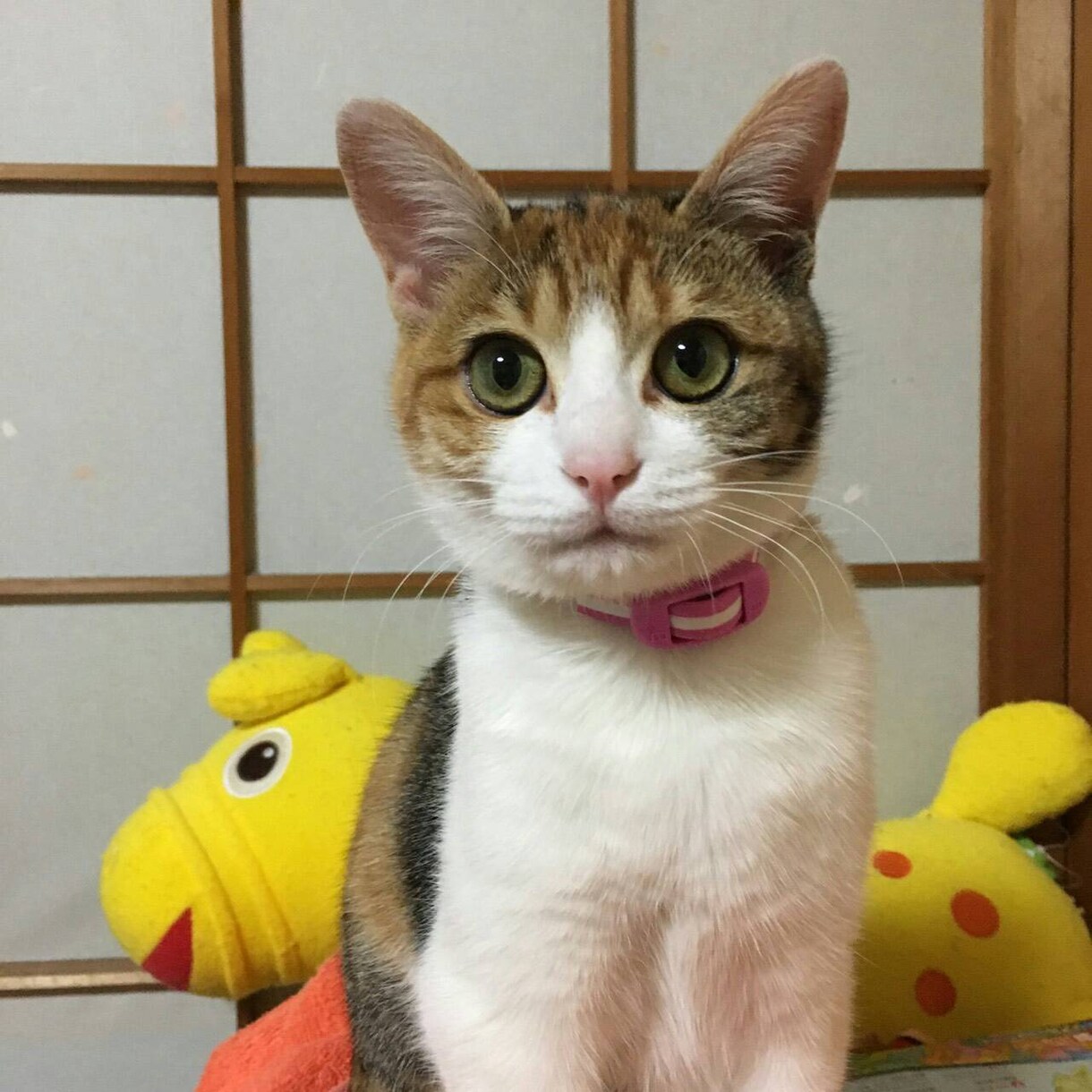 保険・ほけんの?を解決させます 保険のことが分からない方やこれから保険を考えたい方必見です！ イメージ1