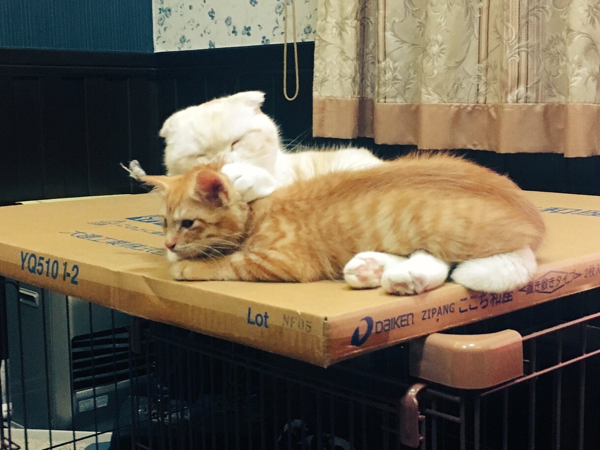 恋愛相談受け付けます 必ず前向きな方向へ導きます。よろしくお願いいたします イメージ1