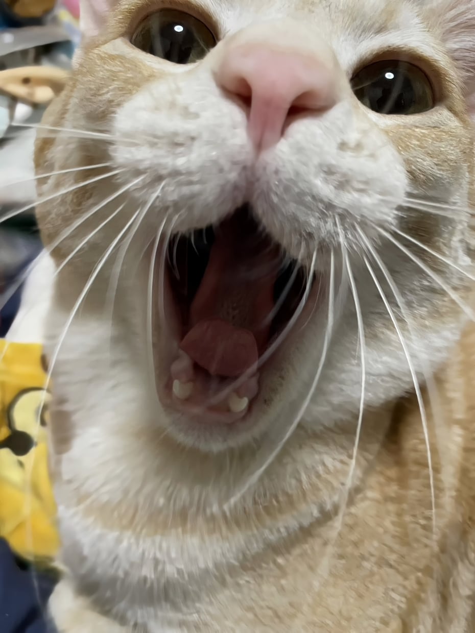 あなたとペットのキズナ深めます 大事な家族のご飯について考えませんか？ イメージ3
