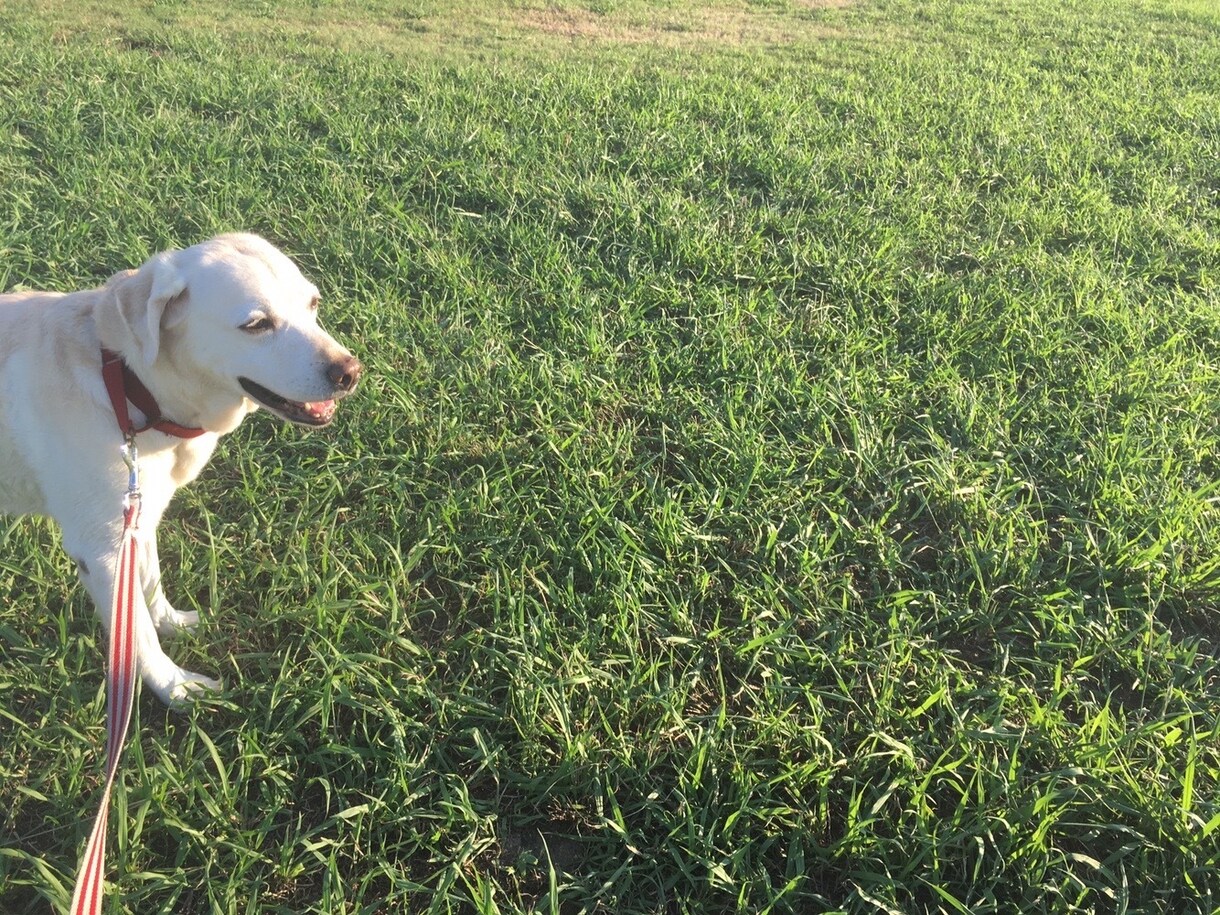 愛犬のお困りごとを性格や状況などから解決いたします あなたの褒め方や、やり方は本当に愛犬と合っていますか？ イメージ3