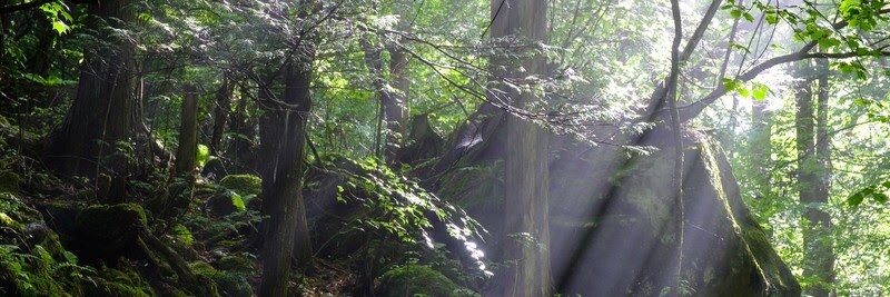 貴方のオーラエネルギーの色をイラストで書きます オーラエネルギーは３次元には有りませんので写真に写りません、 イメージ7