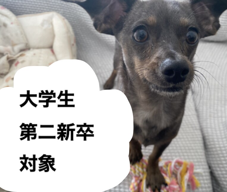 大学生＆第二新卒者の就職活動相談に乗ります ES添削や面接対策、自己分析の方法をお伝え イメージ1