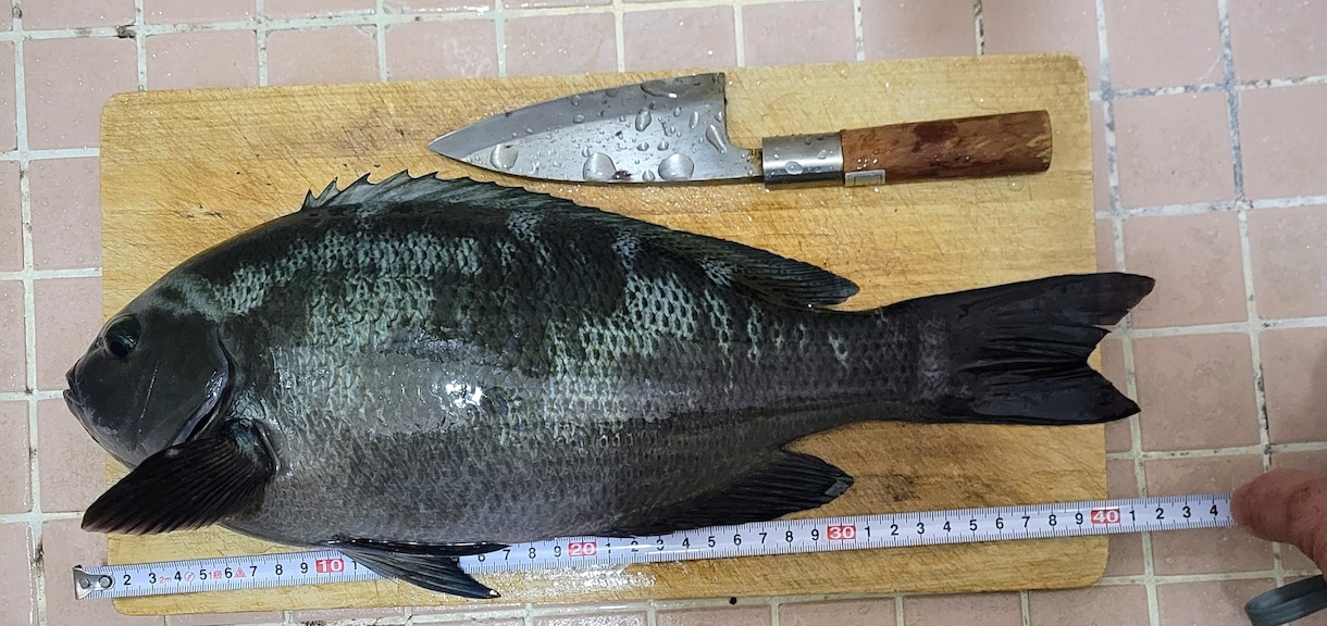 ふかせ釣り初めての方教えます ！何から準備したらいいか分からない、やるなら楽しみたい方向け イメージ7