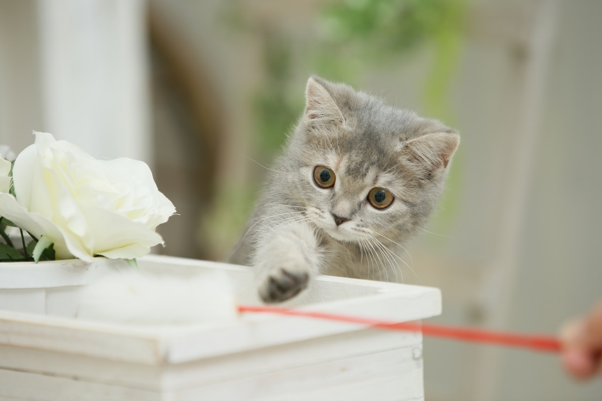 犬・猫の飼い方や育て方講座アドバイス致します 何処から迎えて、どう育てるのか、命を迎えるからこそプロと勉強 イメージ2