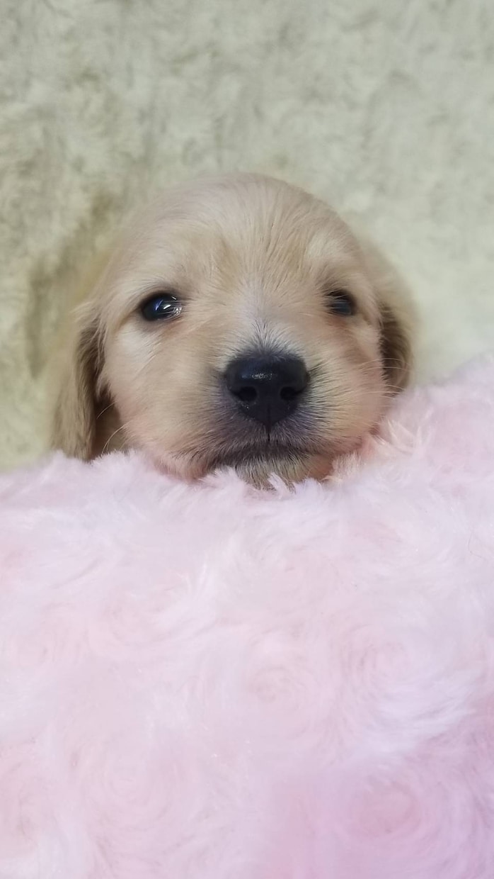 愛犬のこころの落ち着きや穏やかさをサポートします 愛犬の性格や生活環境に合わせてフラワーエッセンスを選びます イメージ1