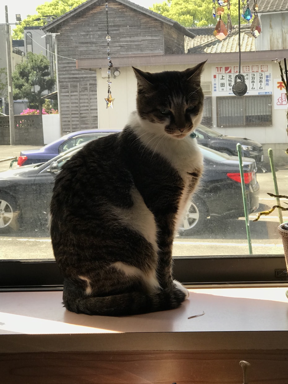 癒しのヒーリングをさせていただきます こたらは正規版です、ほかにお試し版があります。 イメージ6