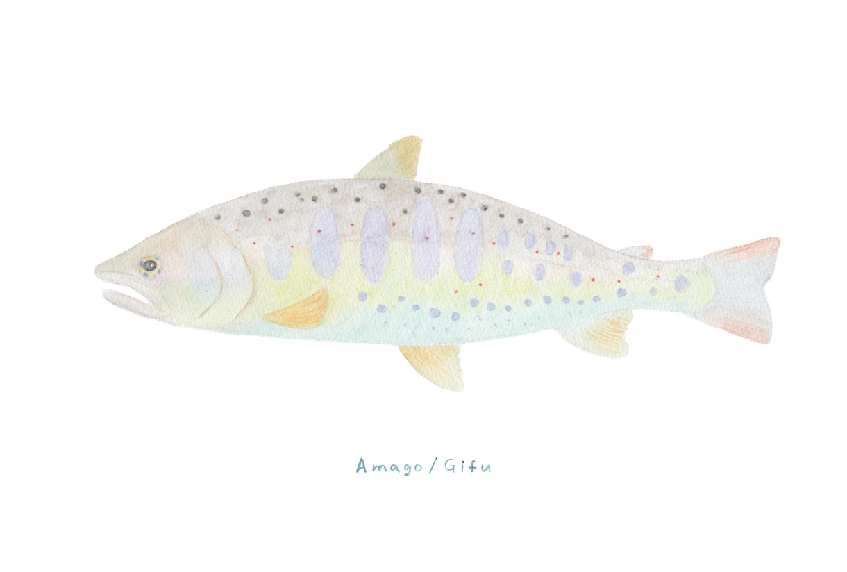 釣った渓流魚を透明感のある水彩で描きます 川ごとに違う色と模様を、水に溶ける色鉛筆で一枚に イメージ10