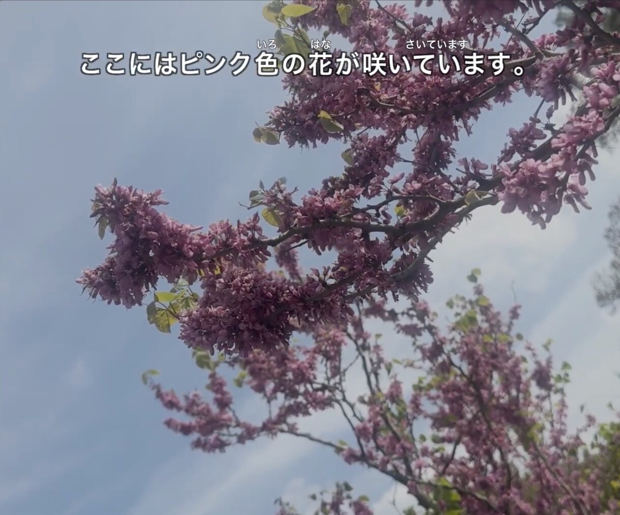 ふりがな字幕で日本語・子ども向け動画を作ります 字幕or音声を送るだけ！ふりがな付き字幕データを作成します イメージ7
