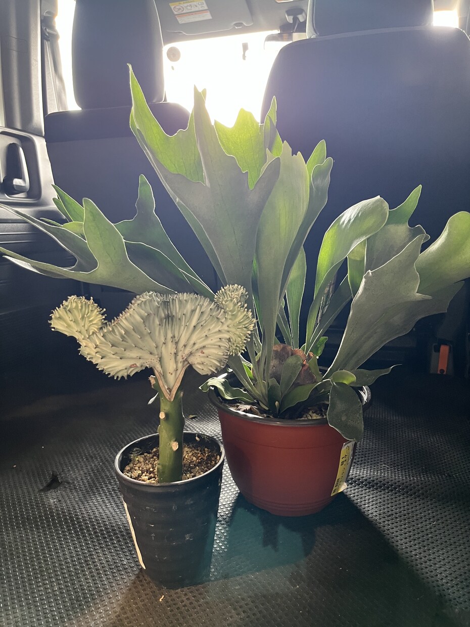 植物のプロが観葉植物のお悩みに答えます 元代官山の花屋の店長がアドバイス イメージ2
