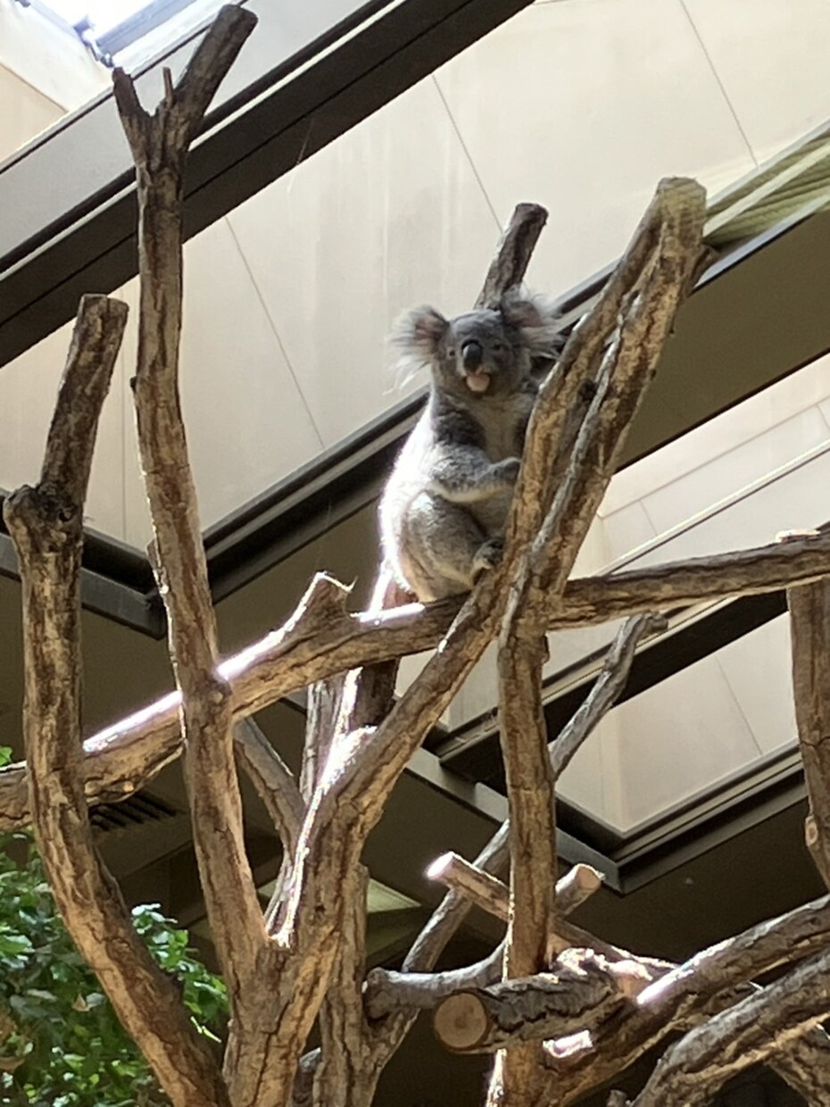 可愛い動物を見て癒やされます あなた用可愛い動物写真を提供します。 イメージ5