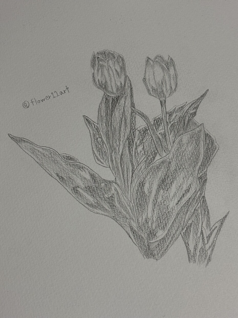 鉛筆でご依頼されたお花の絵を描きます 素人の模写作品です。本気で描かせていただきます。 イメージ5