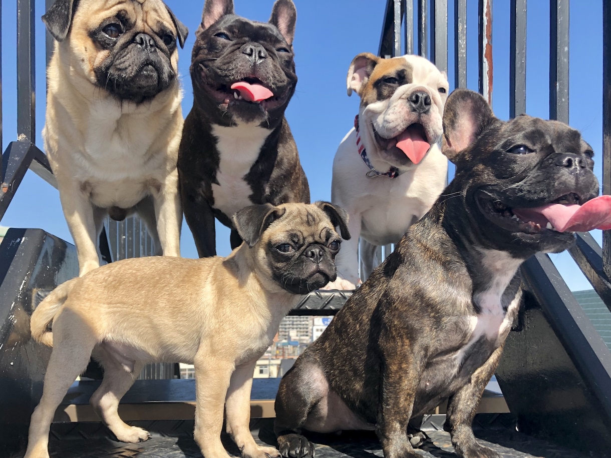 ブヒを飼いたい方飼っている方へお応え致します ブヒ族集まれ！ブヒを共有しよう！ イメージ9