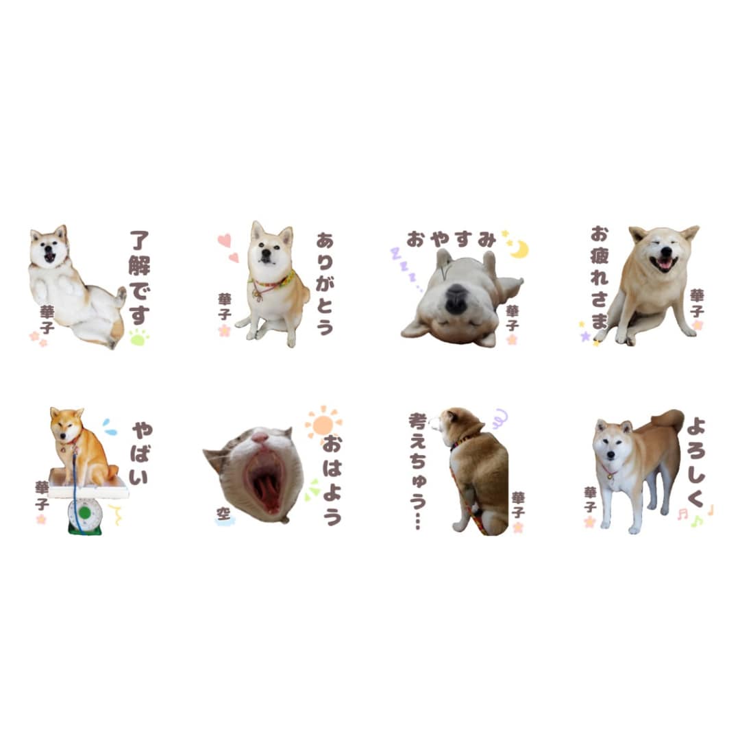 ペットのお写真でLINEスタンプ作ります お渡し後ご自身で加工・販売もOK♡オプションで申請もサポート イメージ4