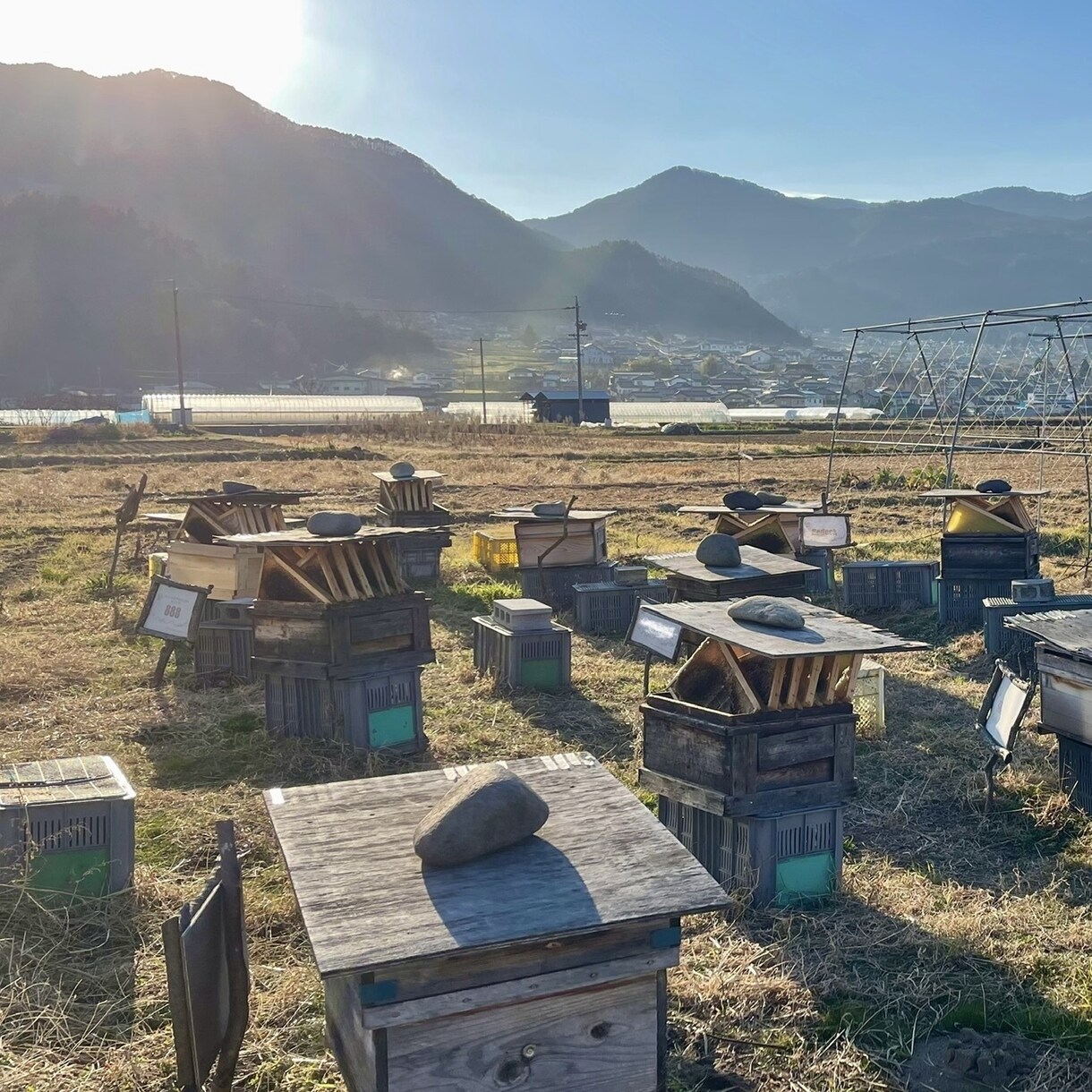 養蜂に挑戦したい！！西洋蜜蜂☆自然養蜂教えます 養蜂の始め方、副業にしたい方、蜜蜂や蜂蜜が好きな方☆ イメージ6