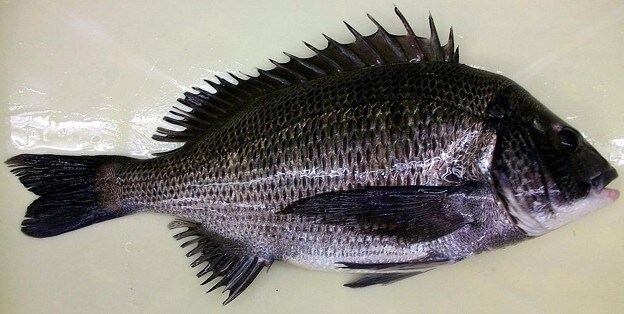 関東甲信越地区でのルアーフィッシングを教えます 5年で1400釣行のセミプロアングラーが全て教えます イメージ1