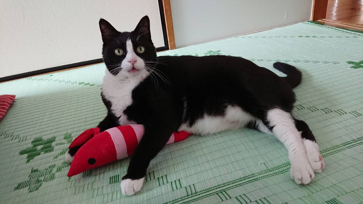 ペットちゃん♡性格鑑定(=^・^=)します 猫ちゃん犬ちゃん鳥さんなど、どんな性格かリーディングします イメージ1