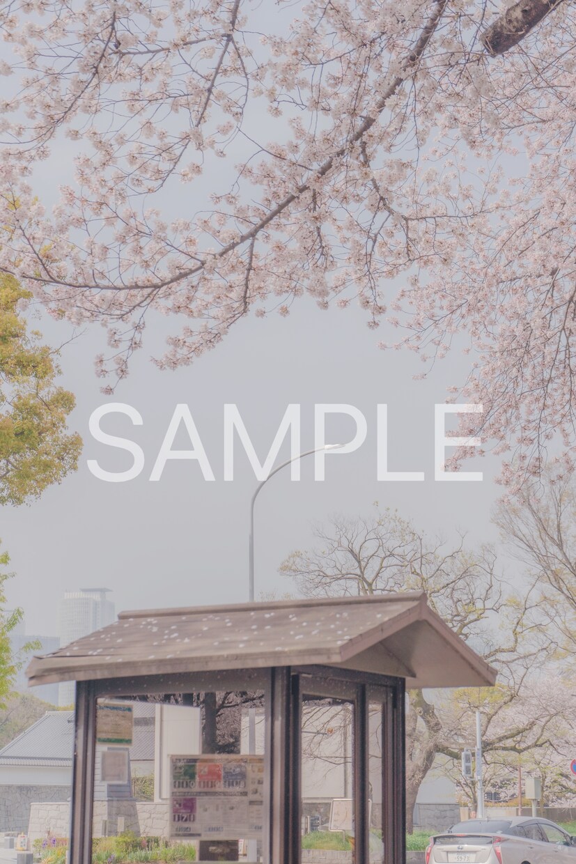春の撮影　桜の写真素材10枚を提供します 色々な用途で使用できる素材写真をご提供します。 イメージ4