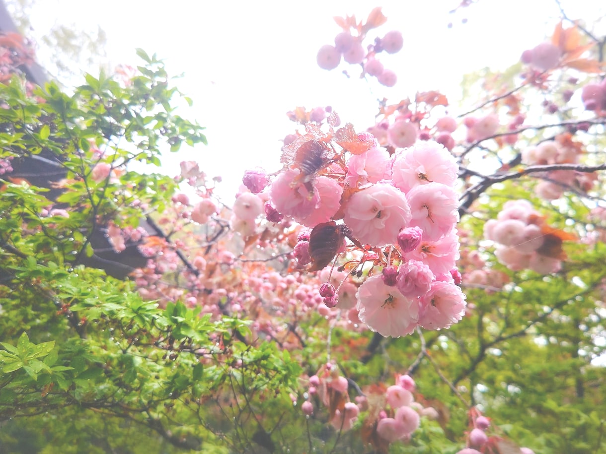 がんにまつわる✨つらさ✨お悩み✨聞きます ✨がん手術☘️抗がん剤☘️放射線治療の経験あり☘️医療者✨ イメージ10