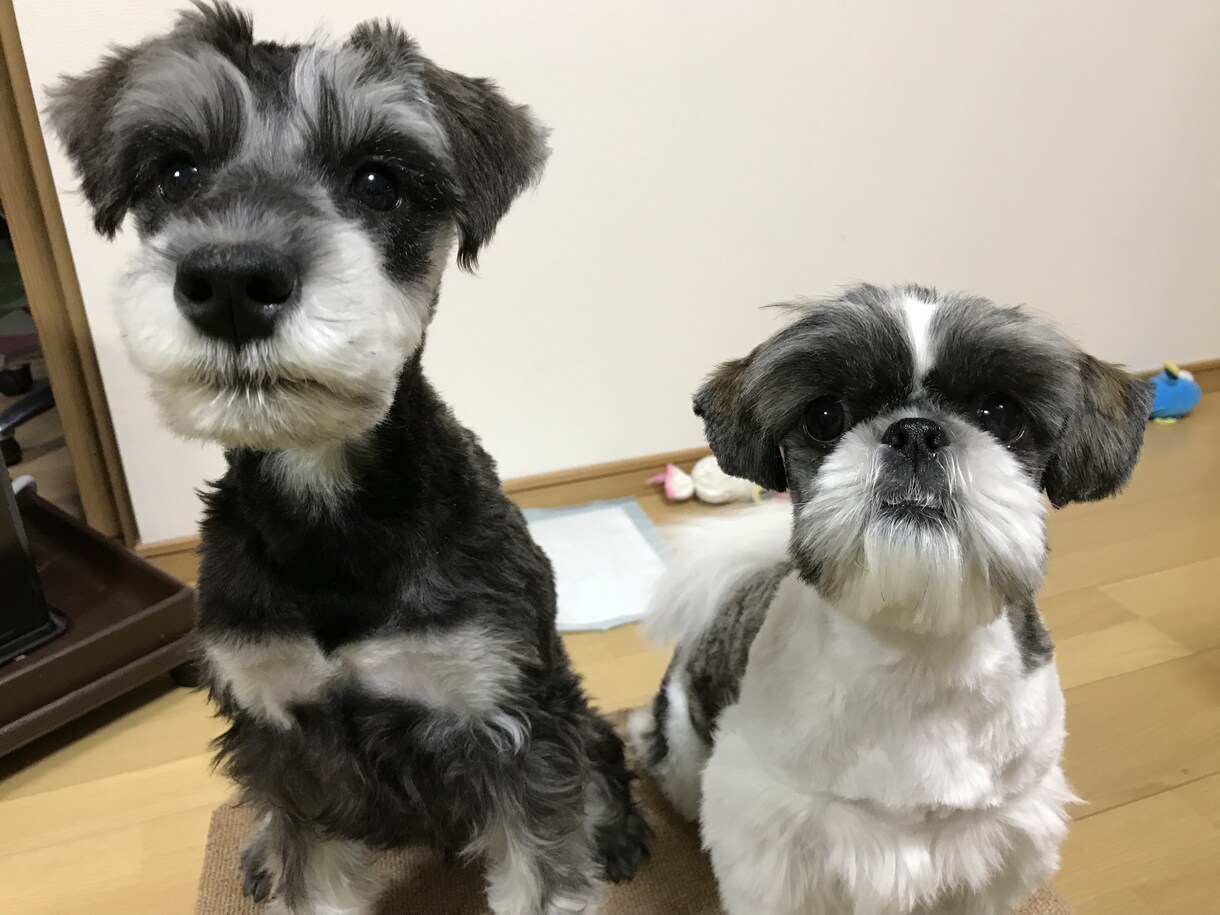 ワンちゃんのカットをします その子に合った、可愛いカットができるように頑張ります！ イメージ3