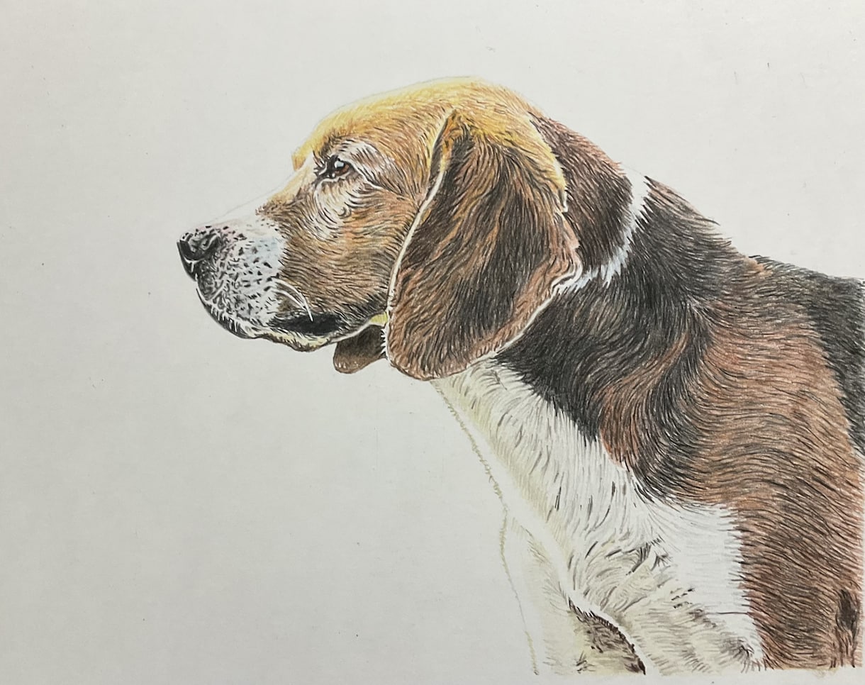 写真をもとにペットの似顔絵を描きます ペット、人物など色鉛筆でA3サイズに描きます。 イメージ6