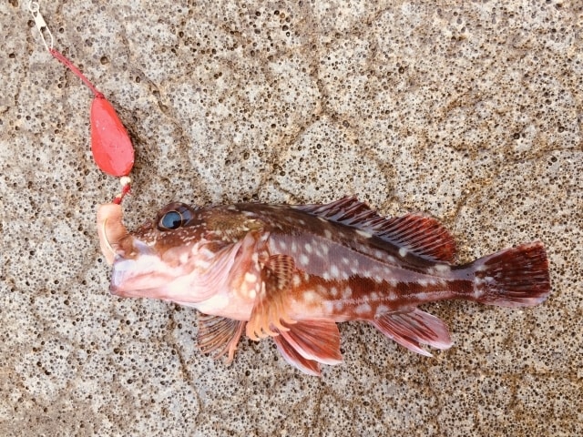 初心者でも仕掛け作れる、釣れる、カサゴ釣り教えます エサ代３００円、釣具購入、仕掛け作りから、釣りまで詳しく解説 イメージ4