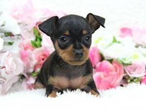 愛犬の出産をサポートします 愛犬の出産を控え心配事や相談等お受けいたします。 イメージ1