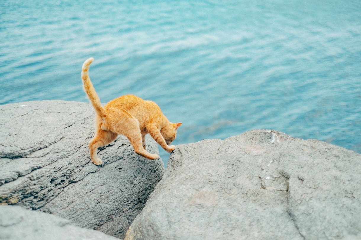 猫島撮影！出張撮影してきます 全国を旅する猫カメラマン あなたへ笑顔をお届けします。 イメージ5
