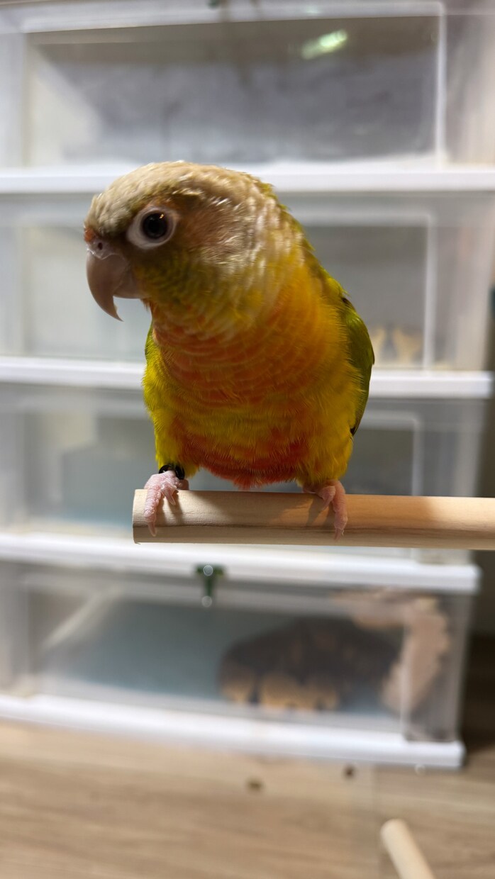 哺乳類・爬虫類・鳥類・両生類・奇蟲飼育相談乗ります 自宅で飼育している生体の飼育方法等相談乗ります イメージ10