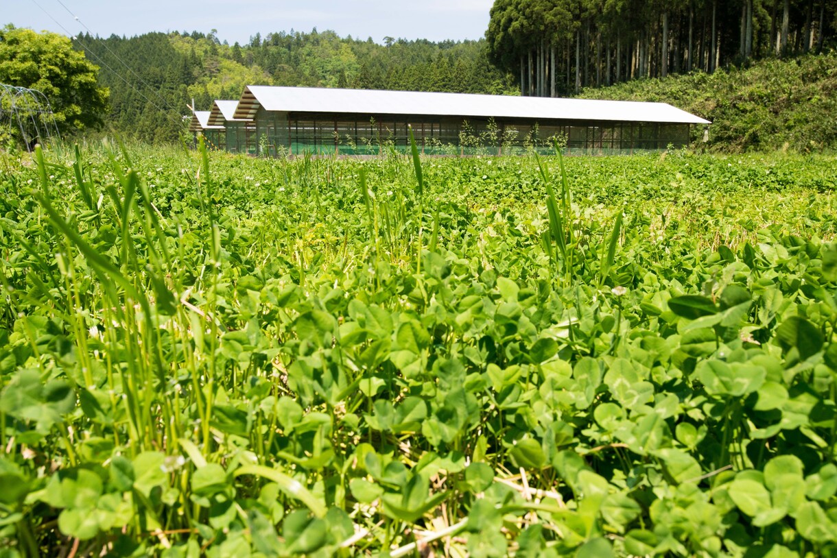 平飼い養鶏のご相談にのります プロの養鶏家がお答えます！飼い方、産卵箱、平飼い養鶏開業 イメージ3