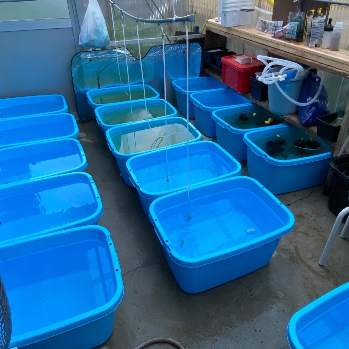 ペットショップ店員がメダカの飼育お答えします 飼育の相談お気軽に！病気の相談も可 イメージ1