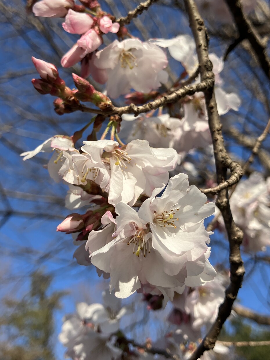 1分からOK！気分変調性障害当事者が寄り添います 症状/うつ病との違い/双極性障害との違い/悩み/不安 イメージ6