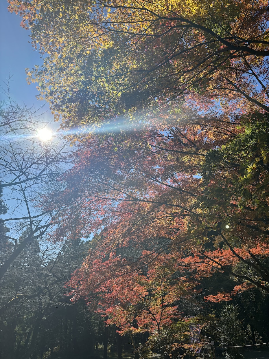 九星気学を用いて鑑定を致します 本来お持ちの性質とバイオリズムを知るだけで生きやすくなります イメージ2