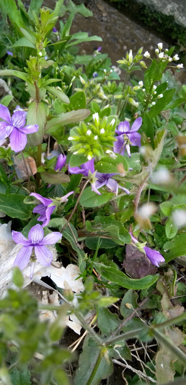 春です道端の春をお届けします あなたの近くの春は見つかりましたか❓ イメージ6