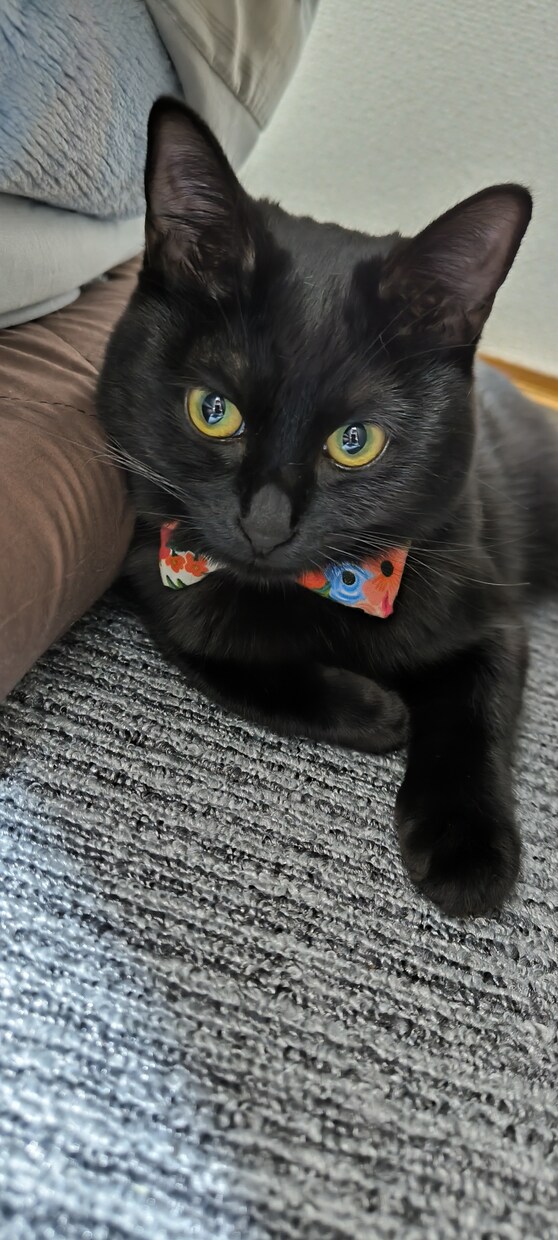 黒猫と一緒に、あなたの話を聞きます 黒猫と一緒に、あなたの話をまるっと受け止めます！ イメージ2