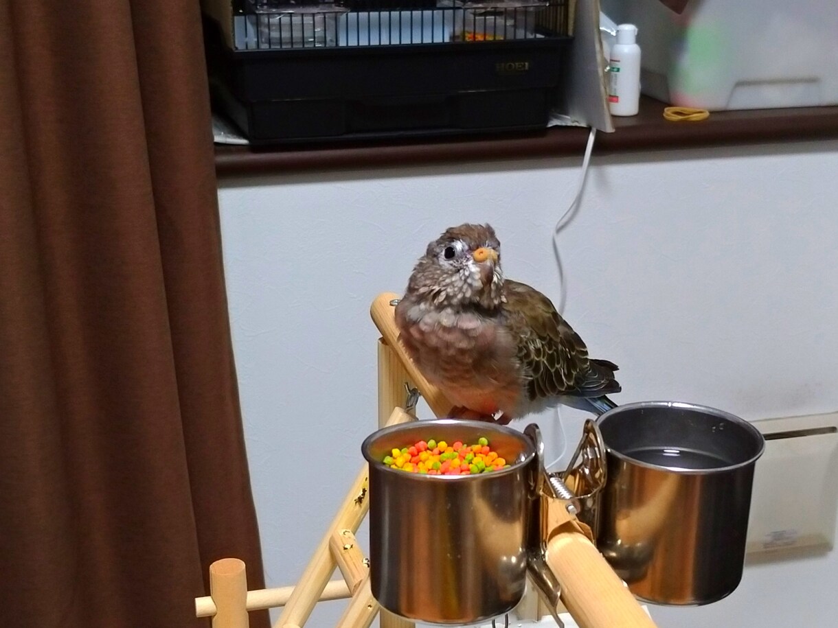 アキクサインコのブリーダーを紹介します インコ飼育経験がある方推奨!! イメージ2