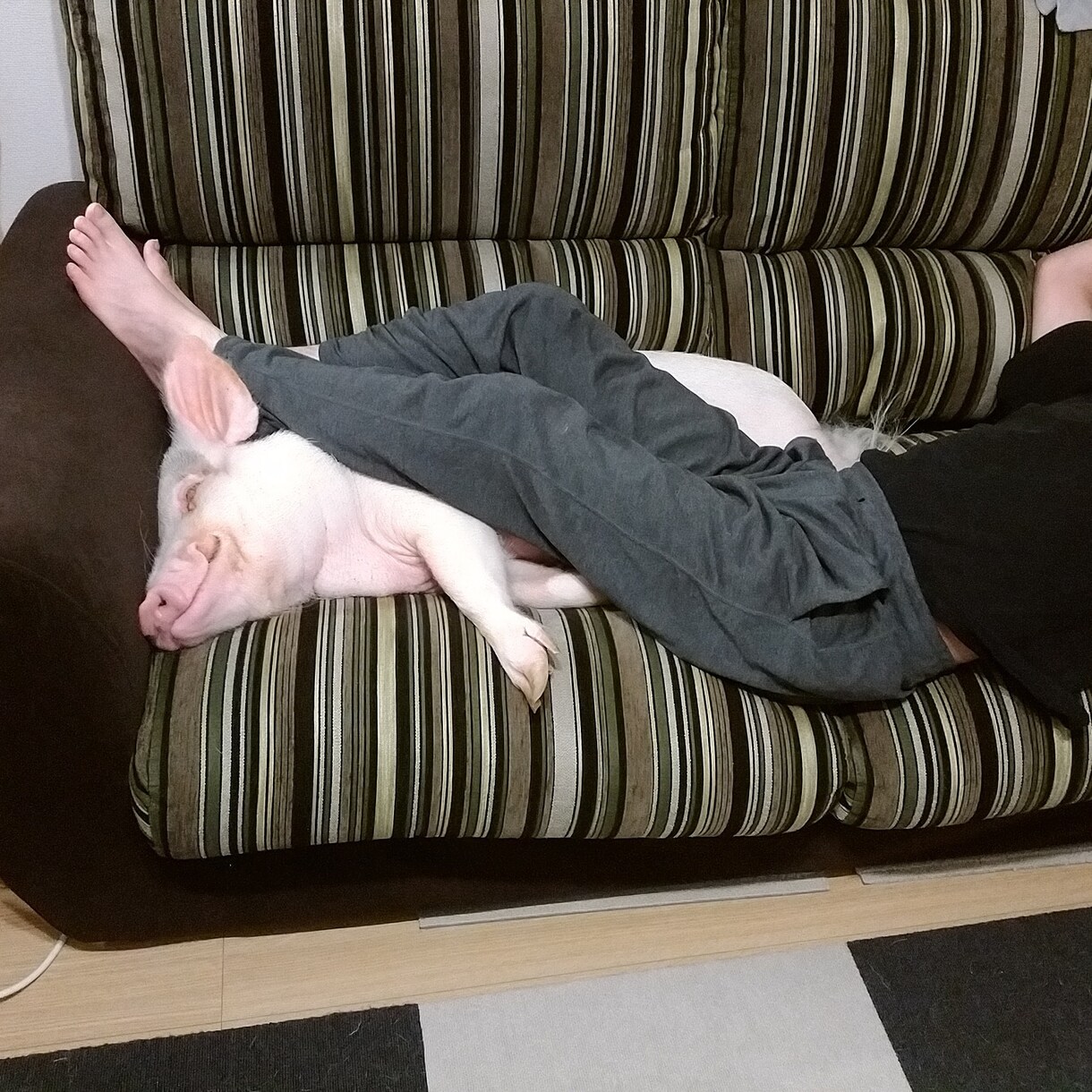 実はカンタン！ミニブタの飼い方教えます ミニブタはどんな生態なの？！と知りたい人へ イメージ3